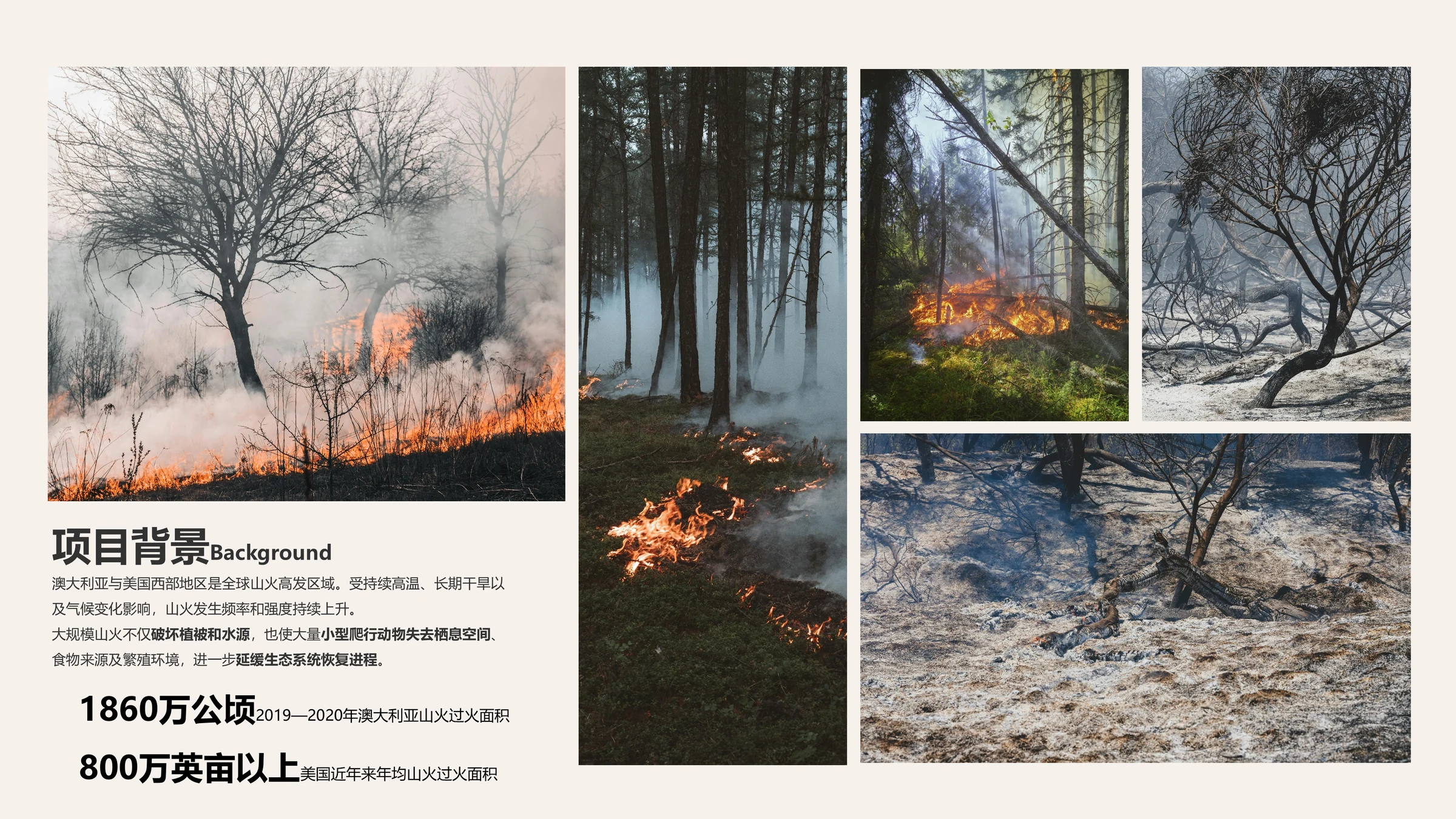 山火灾害背景与生态影响分析